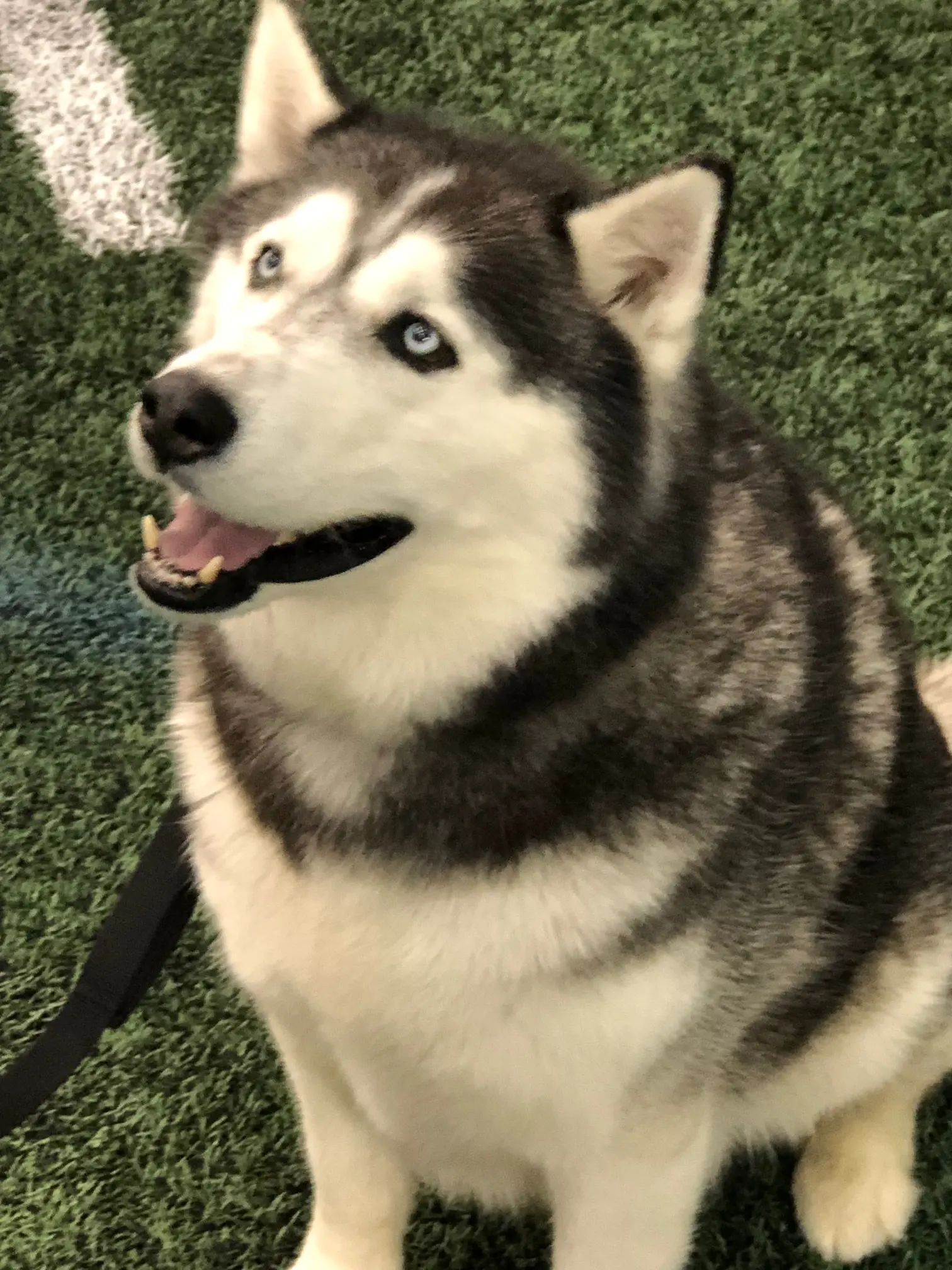 Real Husky